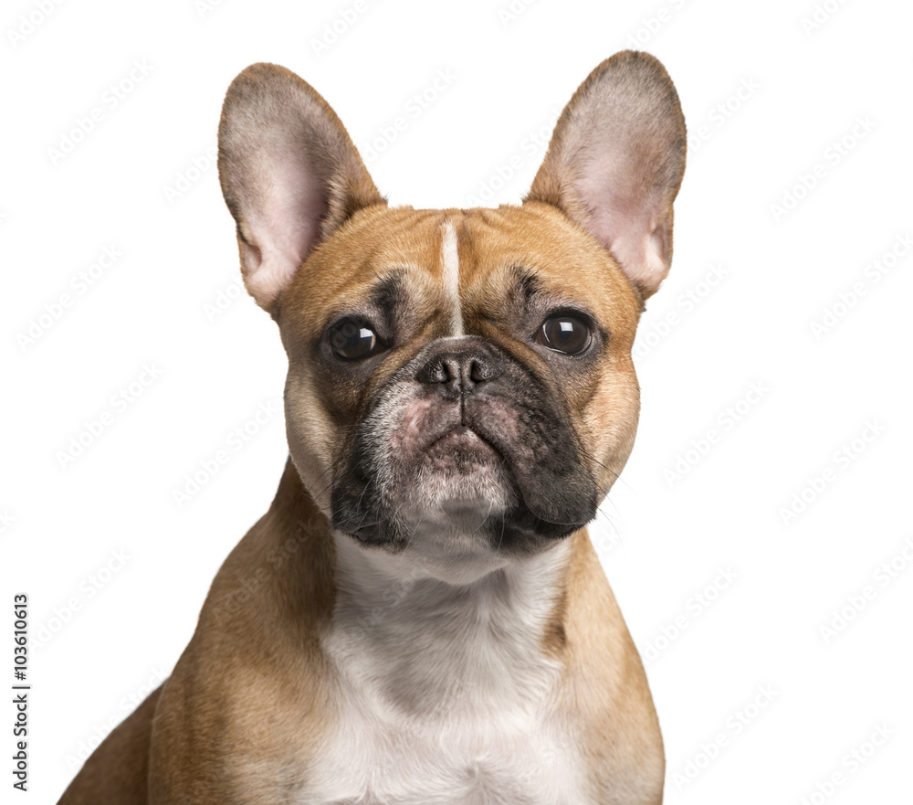 French Bulldog looking at the camera, isolated on white