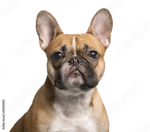 Fototapeta Naklejka Na Ścianę i Meble -  French Bulldog looking at the camera, isolated on white