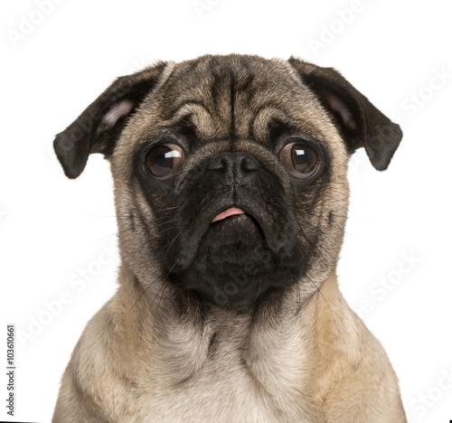 Pug puppy making a face, isolated on white