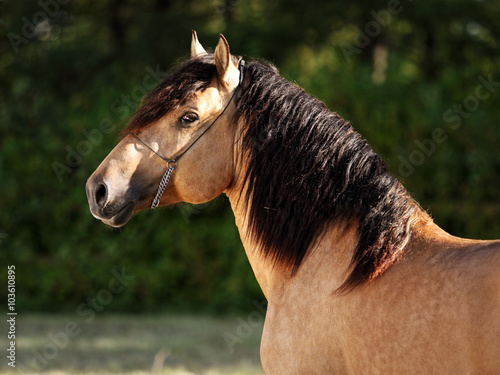 Fotografia Gypsy Vanner Horse stallion portrait in evening stud farm