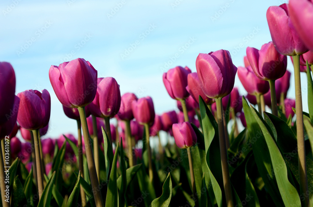 Fototapeta premium Beautiful landscape with tulips against the sky at sunset walls