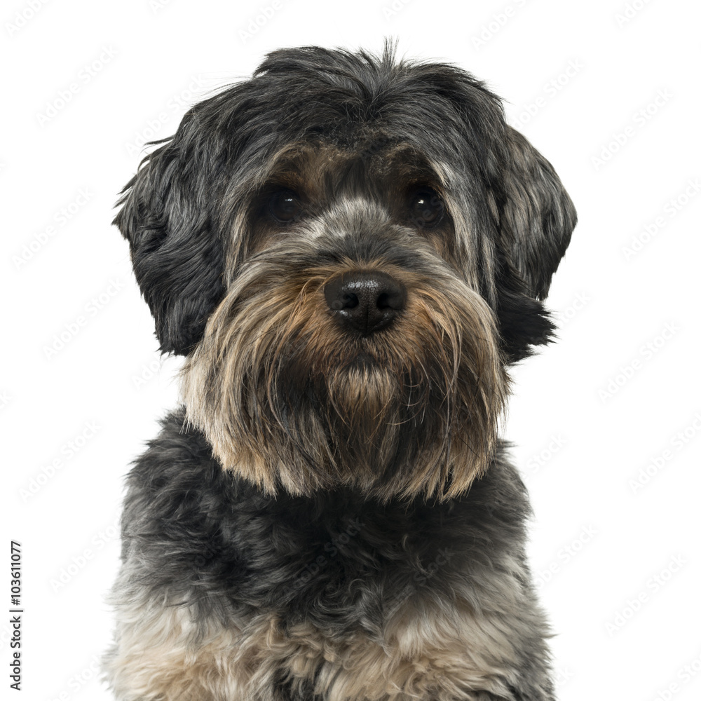 Close up of a Cross breed dog isolated on white