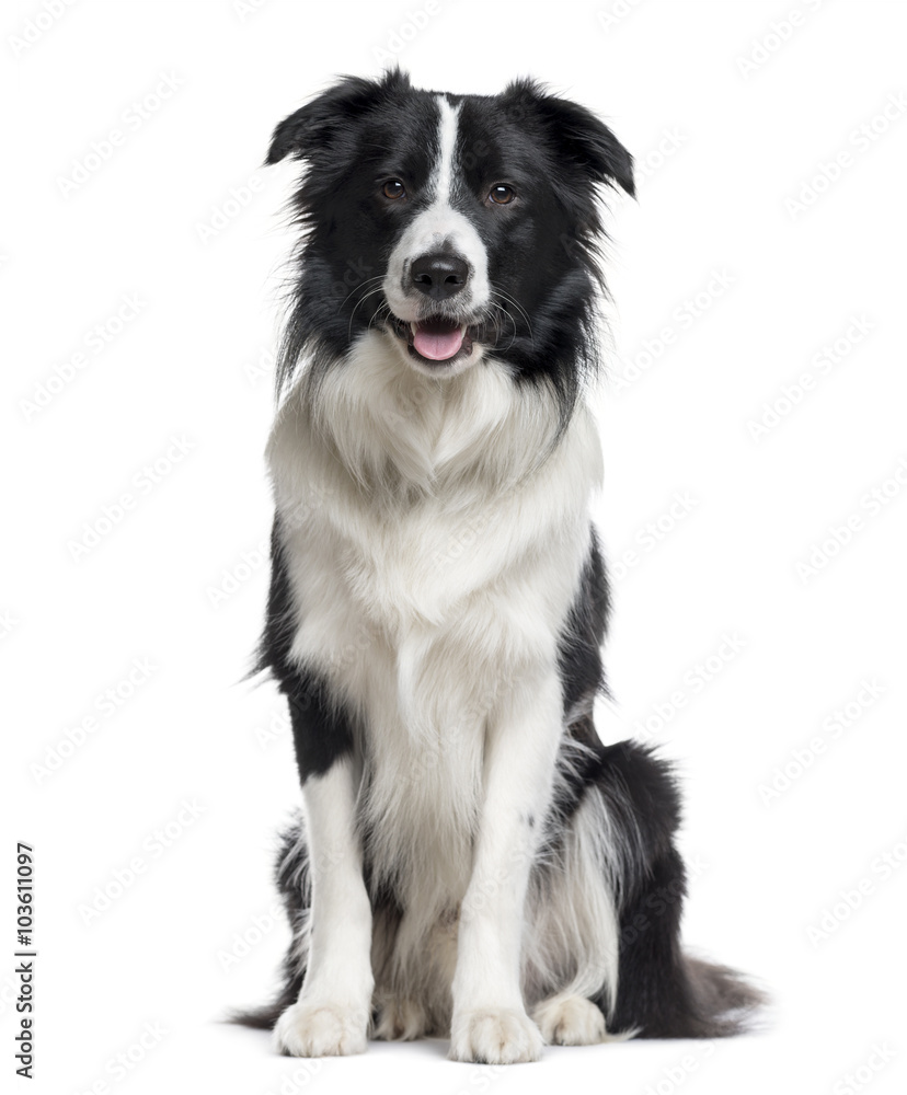 Border Collie looking the camera isolated on white