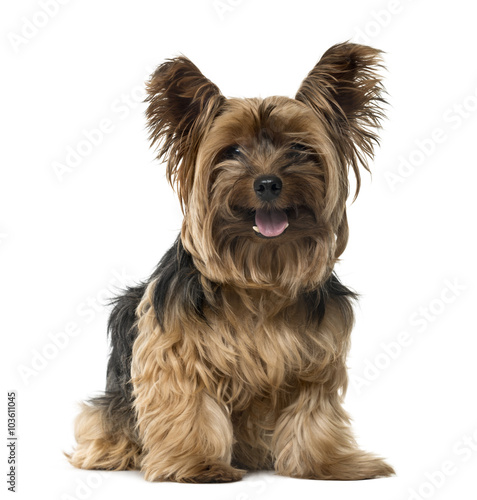 Yorkshire Terrier sticking the tongue out, isolated on white