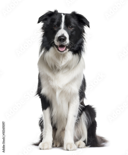 Border Collie looking the camera isolated on white