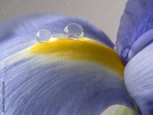 Fototapeta Naklejka Na Ścianę i Meble -  Blue Iris flower