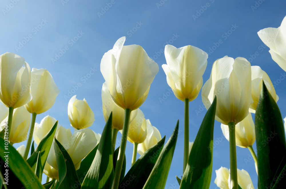 Obraz premium The beautiful landscape with white tulips against the sky in sun