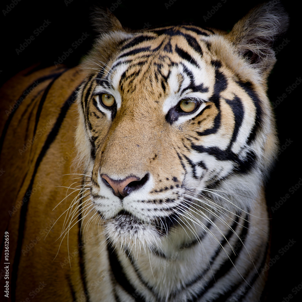 Fototapeta premium close up face tiger isolated on black background