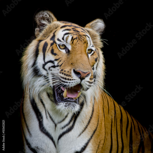 close up face tiger isolated on black background © art9858