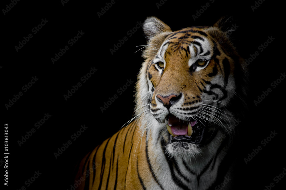 Fototapeta premium bliska twarz Tygrys na białym tle na czarnym tle