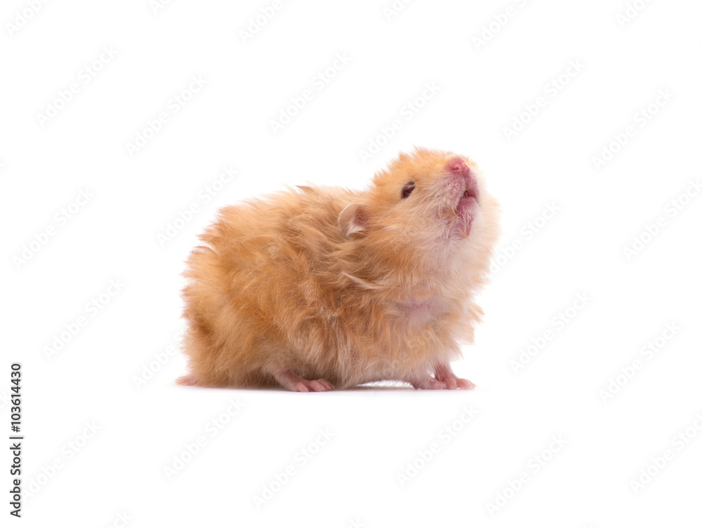 hamster isolated on a white background hamster isolated on a white background