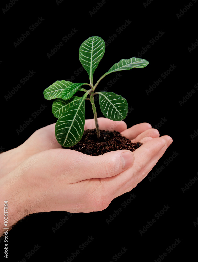 hands holding plant hands holding plant