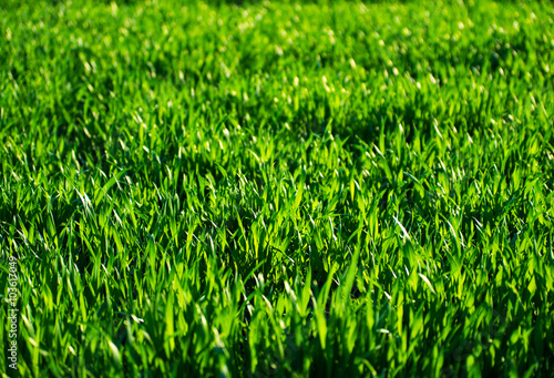  grass texture