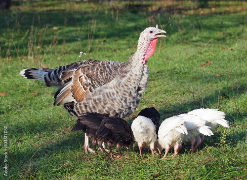 Turkey with family on a green lawn