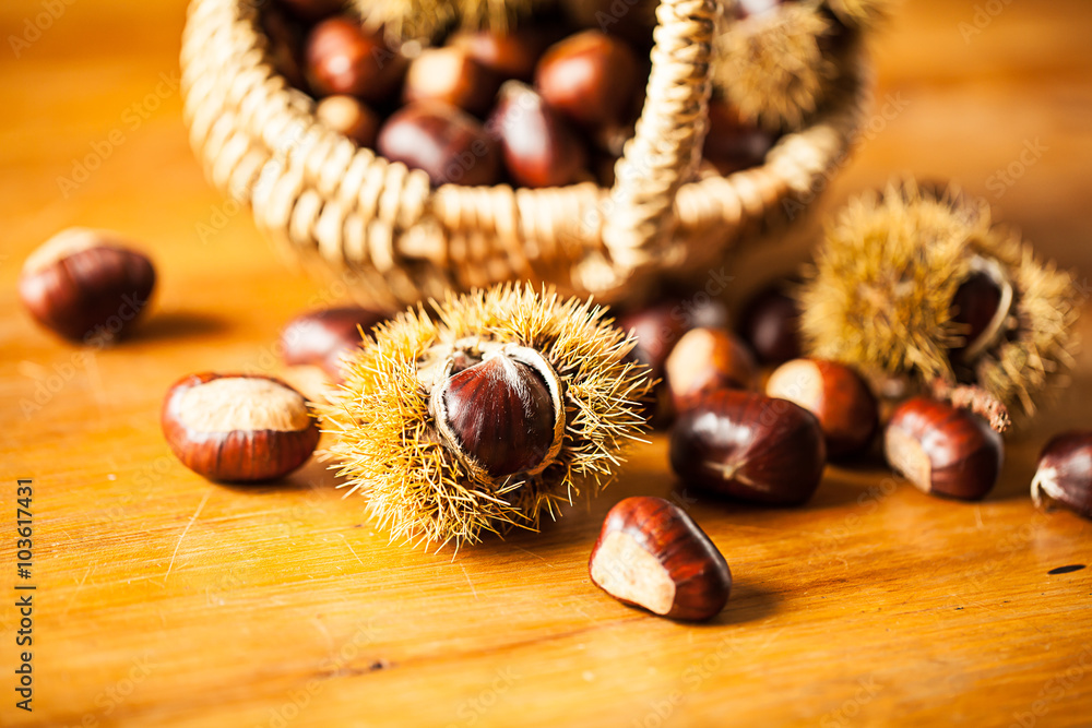Edelkastanie (Castanea sativa) Edelkastanie (Castanea sativa)