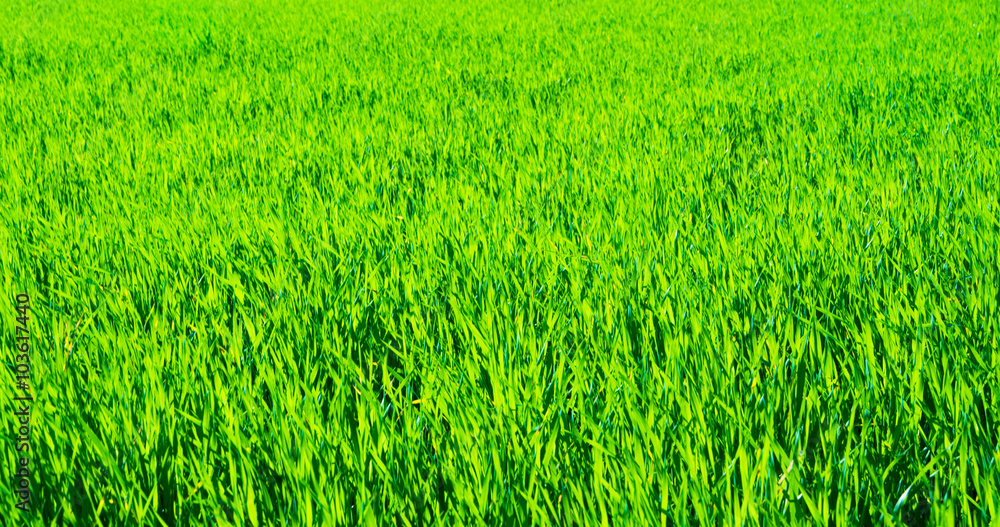 green field and blue sky green field and blue sky