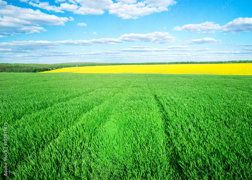 Fototapeta premium field