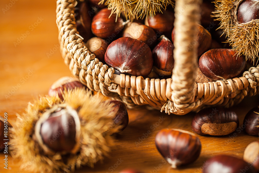 Edelkastanie (Castanea sativa) Edelkastanie (Castanea sativa)