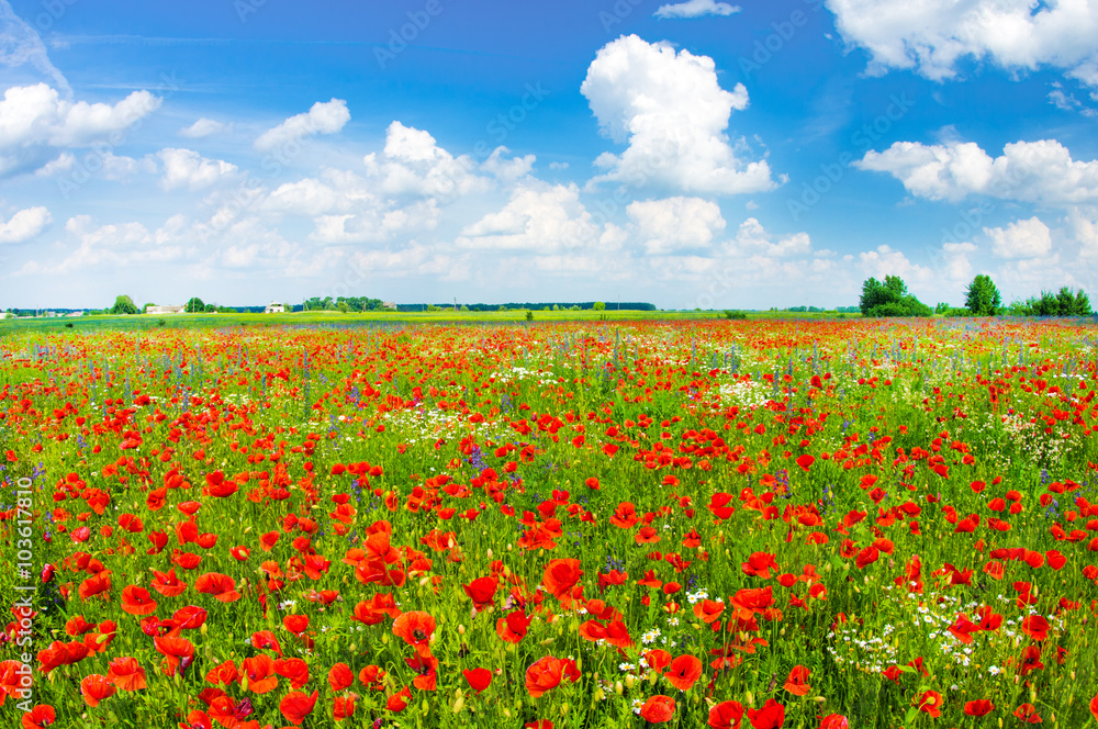Beautiful poppy field