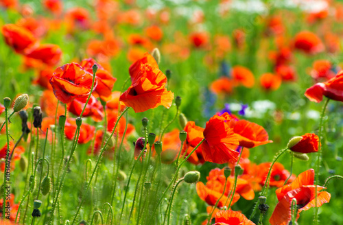 meadow with wild poppies