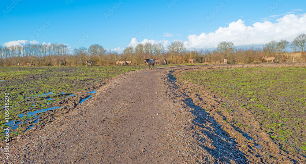 Naklejka premium Horses in a field in winter