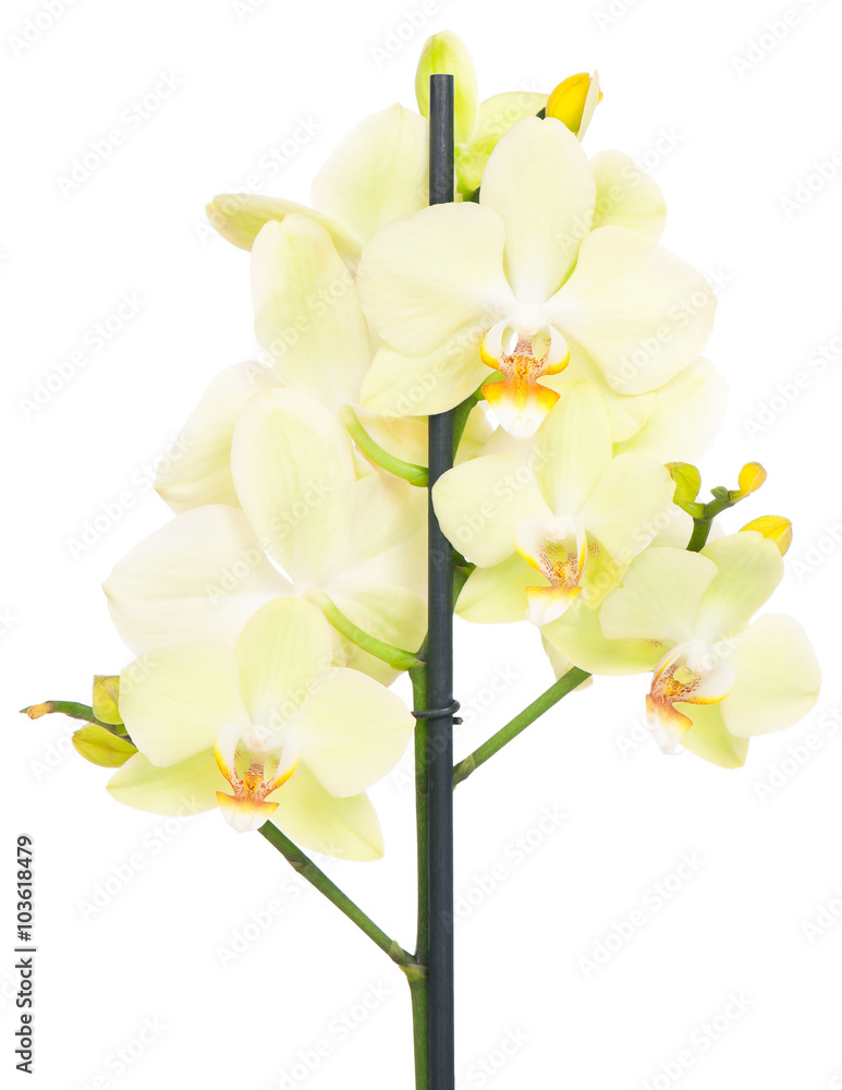 Bright yellow orchid