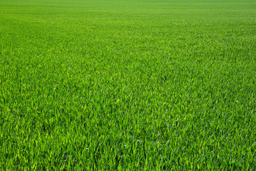  grass