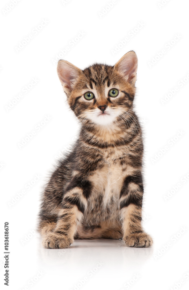 Cute little kitten Cute little kitten