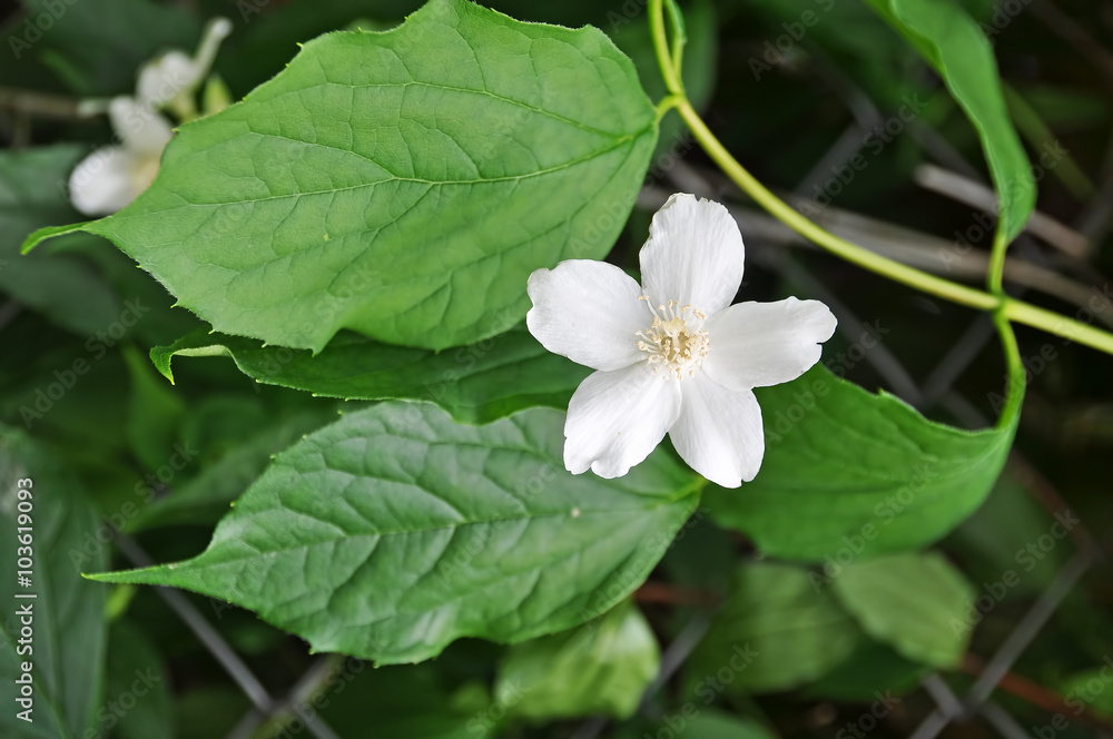 White jasmine flower in bloom with green leafy background White jasmine flower in bloom with green leafy background