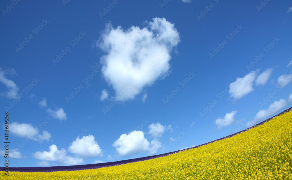 Obraz premium Flower field and blue sky with clouds.