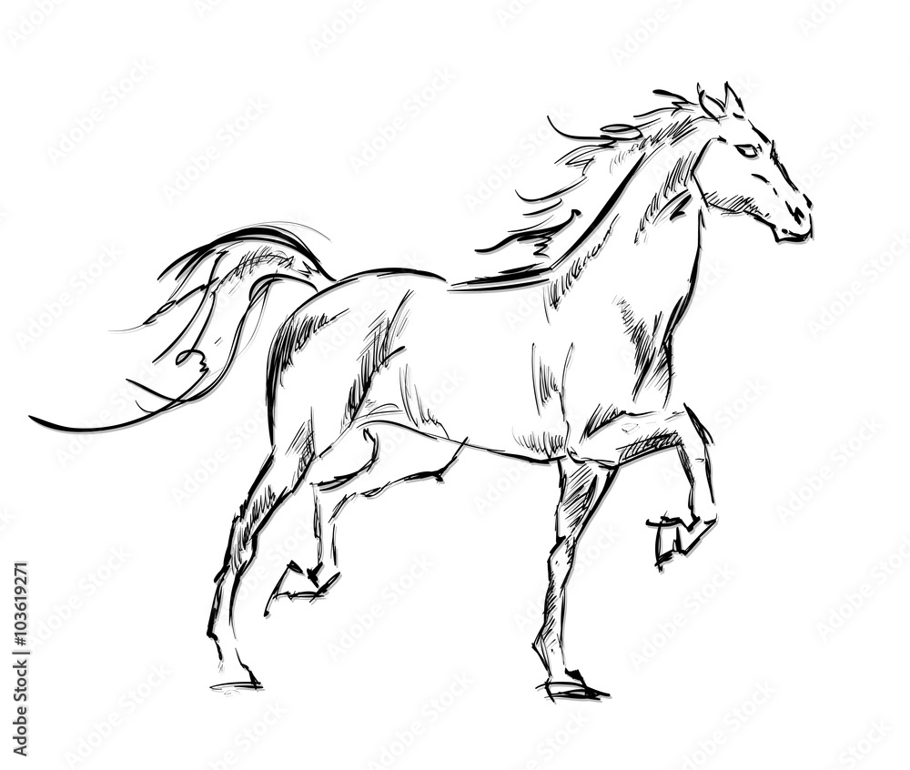 Fototapeta Galopujące konie. Ilustracja rysowane ręcznie