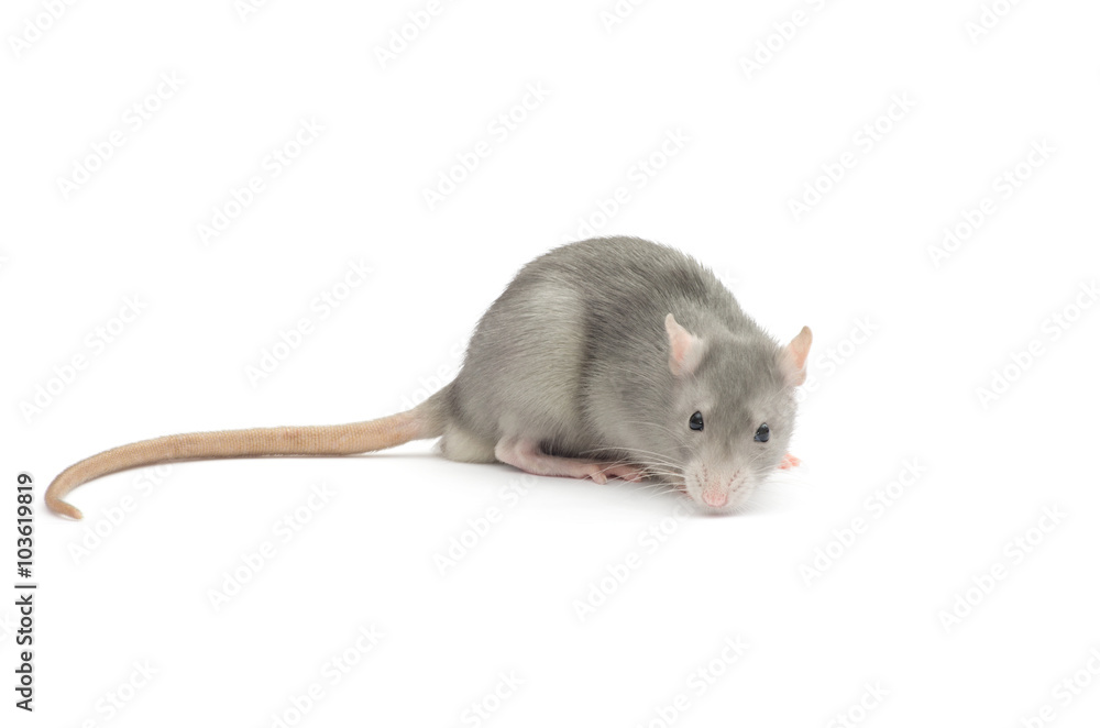 rat isolated on white rat isolated on white