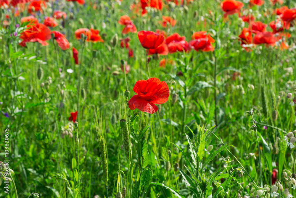 Field of bright red corn poppy flowers in summer