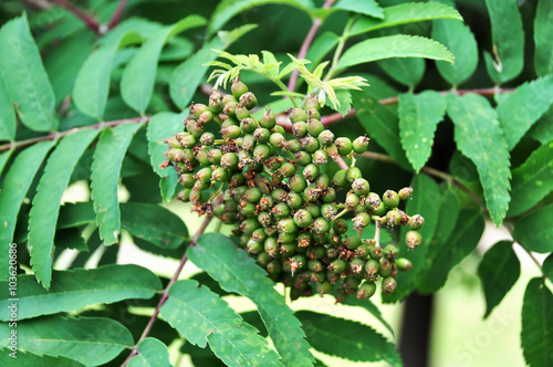 green rowan berries