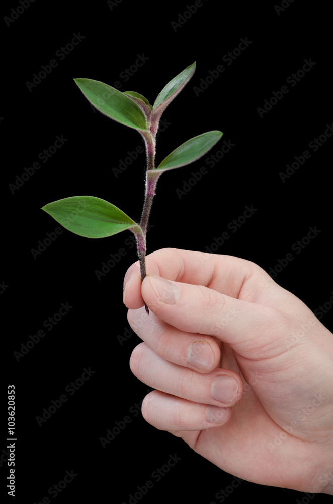 hands holding young plant. Ecology concept hands holding young plant. Ecology concept