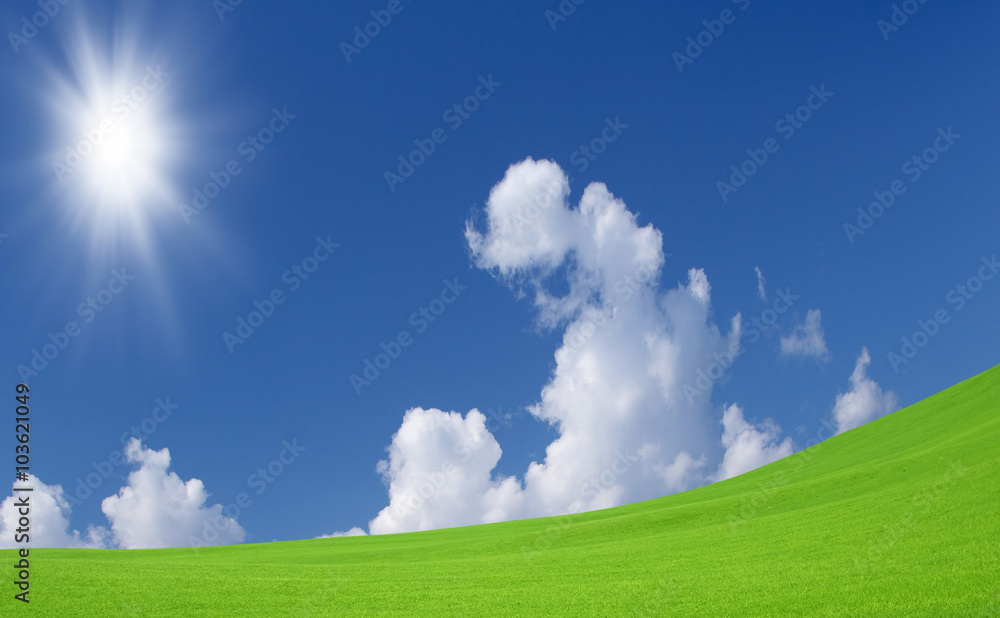 Fototapeta premium Green grass and sky