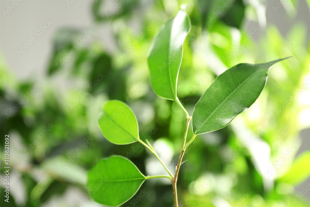 Green leaves of ficus on unfocused background Green leaves of ficus on unfocused background