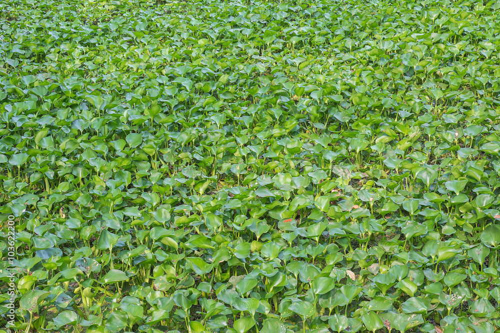 Water hyacinth floating on water. Water hyacinth floating on water.