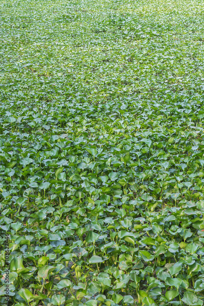 Water hyacinth floating on water. Water hyacinth floating on water.