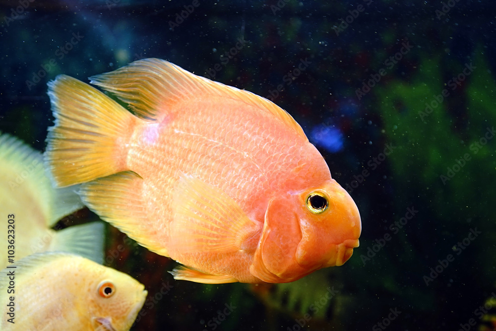 aquarium aquarium