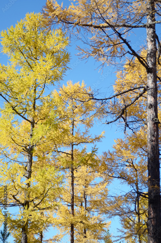 Yellow autumn larch trees against the blue sky Yellow autumn larch trees against the blue sky