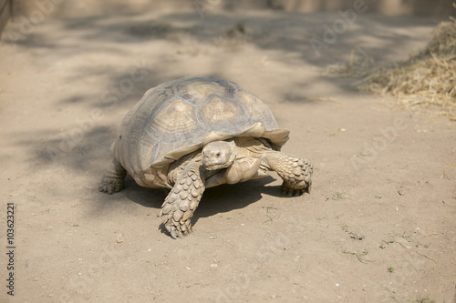 Seychelles giant tortoise (Aldabrachelys gigantea)