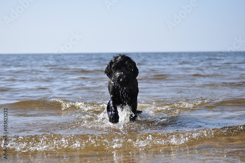 Schnauzer puppy coming from the sea