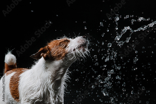 Dog Jack Russell Terrier, dogs play, jump, run, move in water