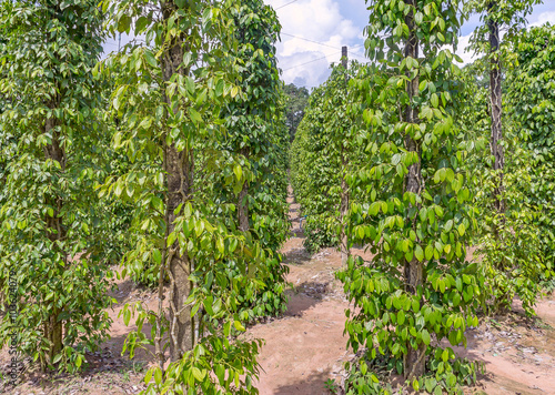 Pepper plantation in Vietnam