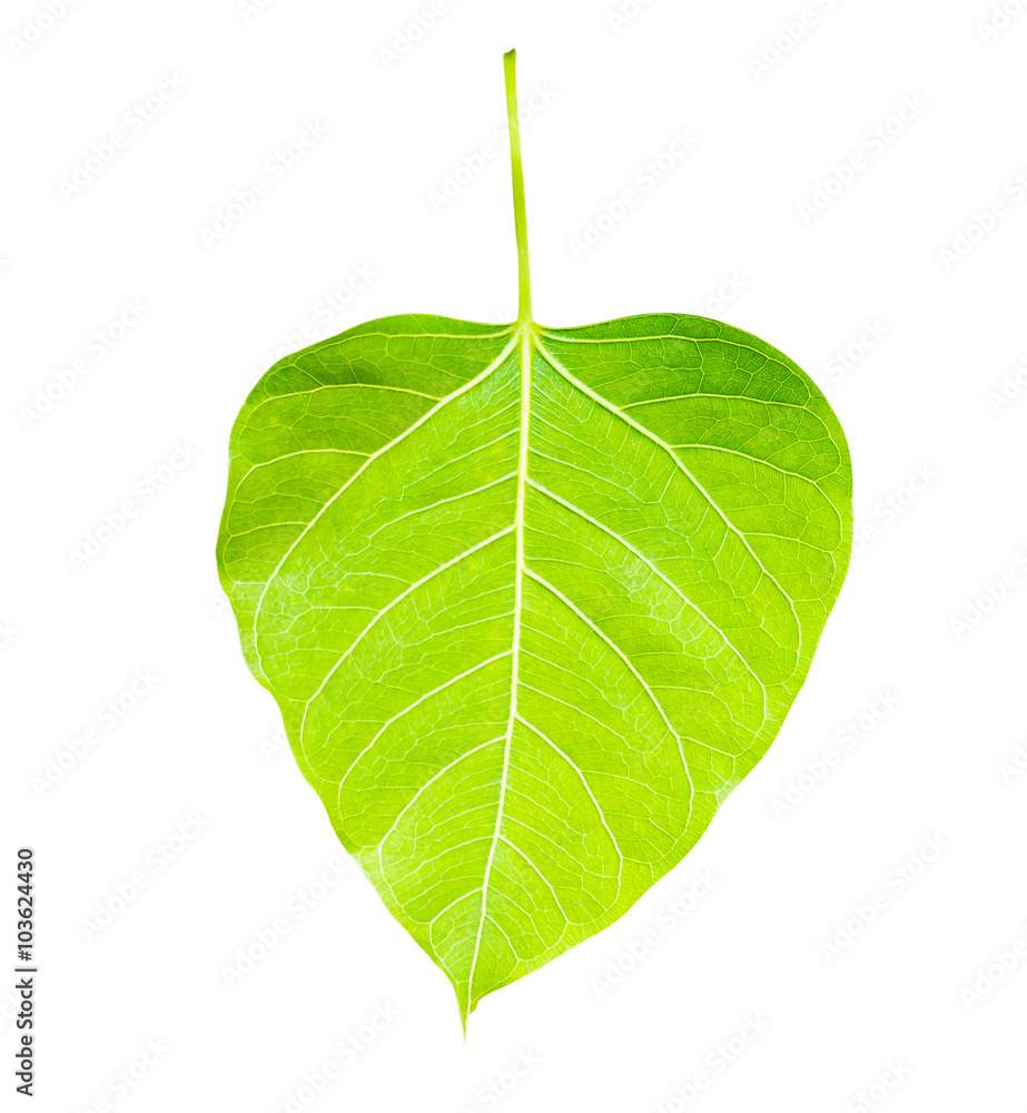 Fototapeta premium green leaf