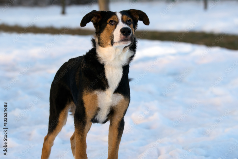mongrel dog on a walk on a winter afternoon mongrel dog on a walk on a winter afternoon