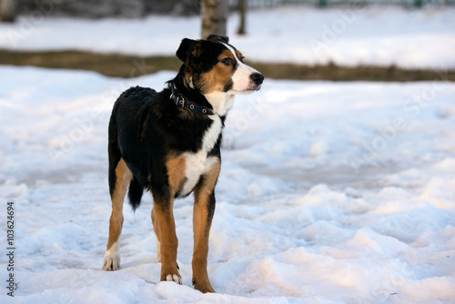 mongrel dog on a walk on a winter afternoon