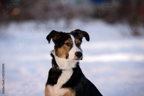 mongrel dog on a walk on a winter afternoon