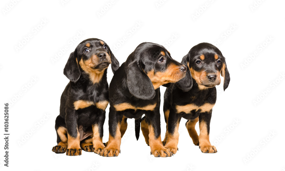 Three puppy breed Slovakian Hund